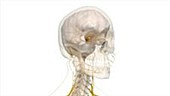 Human head nerves