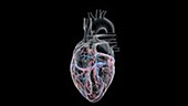 Human heart anatomy