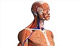 Human thyroid gland