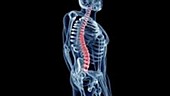 Human skeleton and spine