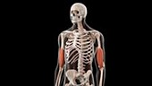 Human brachialis muscles