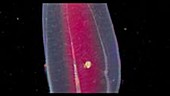 Comb jelly with parasites