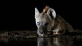 Spotted hyena drinking