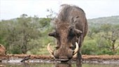 Warthog and ox-peckers
