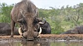 Warthog and ox-peckers