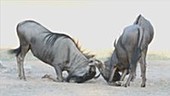 Blue wildebeest sparring