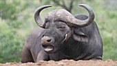 Cape buffalo with ox-pecker