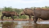 Playful warthogs