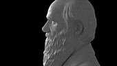 Charles Darwin and speciation, animation