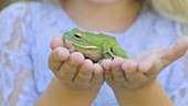Small green frog in girl's hands