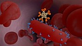 Blood type antigen and antibody, animation