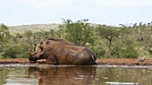 Wallowing warthog
