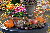 Herbst-Arrangement mit Stiefmütterchen, Kürbissen und Äpfeln