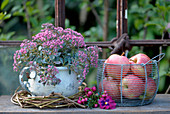 Old pot planted with sedum next to basket of apples