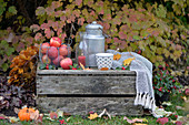 Old wine crate decorated for autumn with apples, pumpkin, milk churn and cup of tea