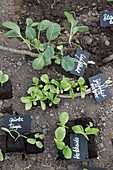 Seedlings with handmade plant labels