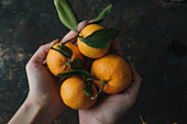 Hands holding oranges with leaves