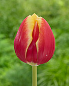 Tulipa Furand Flame