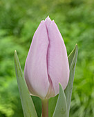 Tulipa 'Fay'