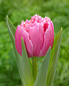 Tulipa 'Crispion Rosar'