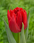Tulipa '90-12', gefüllte rote Tulpe