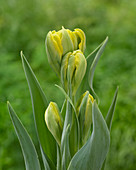 Tulipa 'Rem 98-584-489'