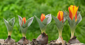 Tulipa 'Bonbini'