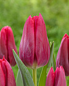 Tulipa 'First Life'