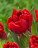 Tulipa 'Double Multi Redmar'