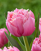 Tulipa 'Crispion Rosar'