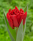 Tulipa HP 90-17