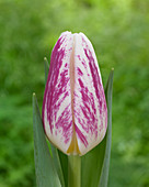 Tulipa Di Di® 