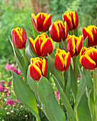 Tulipa 'Uppsala'