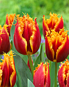 Tulipa 'Gusto'