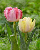 Tulipa 'Foxtrot', 'Foxy Foxtrot'