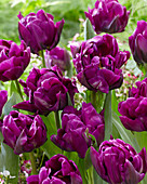 Tulipa 'Purple Peony'