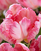 Tulipa Silver Parrot