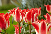 Tulipa 'Plaisir'