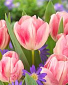 Tulipa 'Purified'