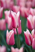 Tulipa 'Sanne'