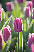 Tulipa Blue Beauty