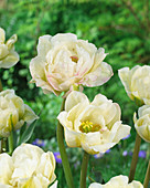 Tulipa 'White Touch'
