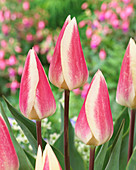 Tulipa Silk Surprise 