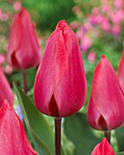 Tulipa 'Barre Alta'