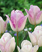 Tulipa 'Julie Sobel'