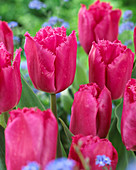 Tulipa 'Split'