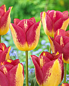 Tulipa Boston