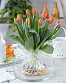 Tulipa Prinses Irene