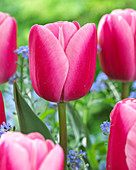 Tulipa 'Tresor'