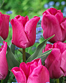 Tulipa 'Frances Bremer'